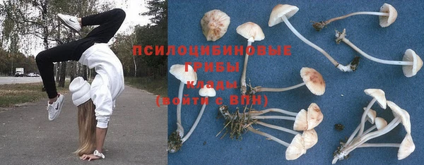 PSILOCYBIN Армянск